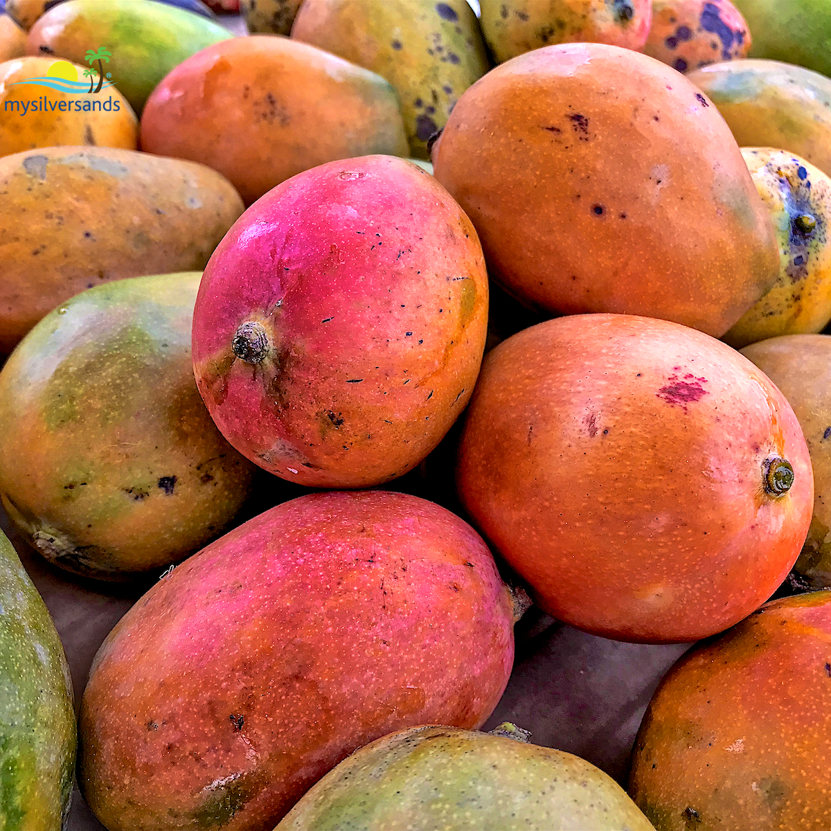 julie mangoes