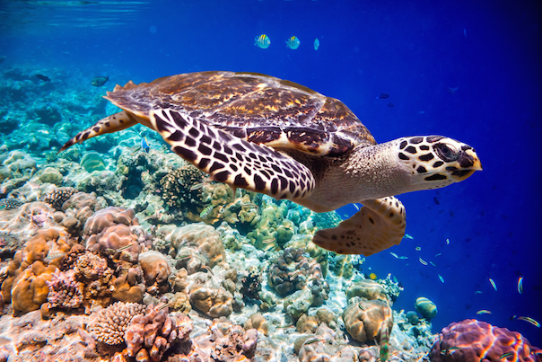 you-won-t-believe-this-33-reasons-for-hawksbill-sea-turtle