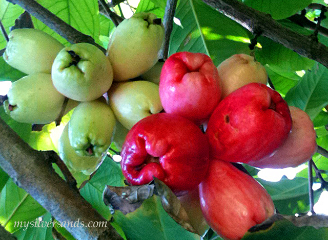 jamaican apple tree